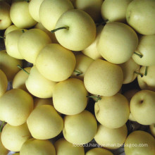 Fresh New Crop Golden Pear/Crown Pear Good Quality